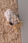 Diaphora mendica