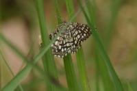Chiasmia clathrata