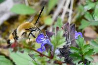 Hemaris tityus