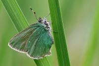 Callophrys rubi