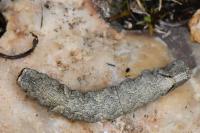 Allophyes oxyacanthae