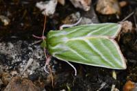 Pseudoips prasinanus