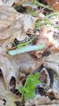 Amphipyra pyramidea