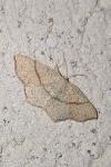 Cyclophora punctaria