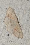Cyclophora punctaria