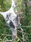 Eriogaster lanestris
