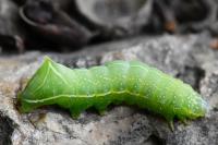 Amphipyra pyramidea