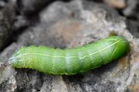 Amphipyra pyramidea