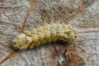Quercusia quercus