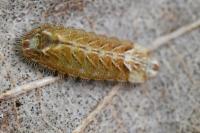 Quercusia quercus