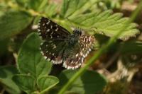 Pyrgus malvae