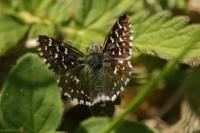 Pyrgus malvae