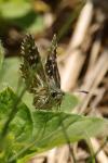 Pyrgus malvae