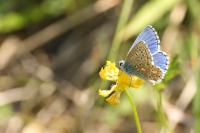 Lysandra bellargus