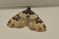 Xanthorhoe fluctuata