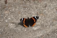 Vanessa atalanta