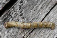 Apocheima hispidaria