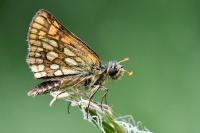 Carterocephalus palaemon