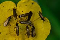 Micropterix calthella