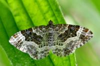 Epirrhoe alternata