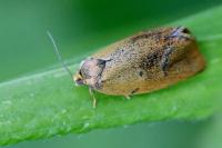 Ptycholoma lecheana