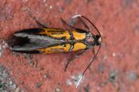 Schiffermuelleria schaefferella