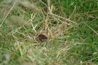 Vanessa atalanta