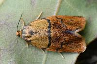 Ptycholoma lecheana