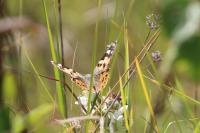 Vanessa cardui
