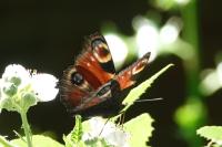 Aglais io