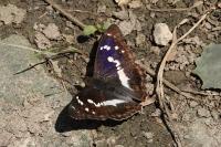 Apatura iris