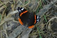 Vanessa atalanta