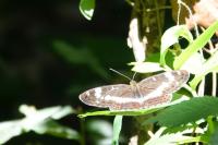 Limenitis camilla