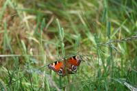Aglais io