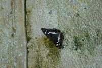 Apatura iris