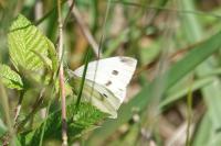 Pieris rapae