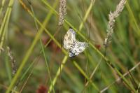Melanargia galathea
