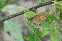 Maniola jurtina