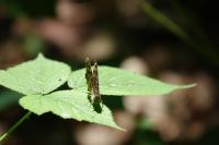 Pararge aegeria