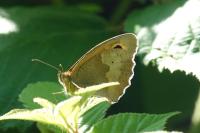Maniola jurtina