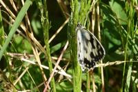 Melanargia galathea