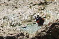Vanessa atalanta