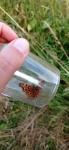 Polygonia c-album