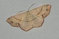 Cyclophora punctaria