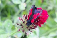 Zygaena trifolii