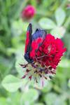 Zygaena trifolii