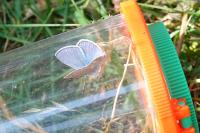 Polyommatus icarus