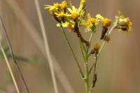 Tyria jacobaeae