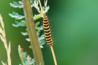 Tyria jacobaeae