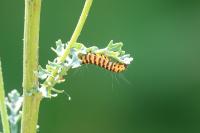 Tyria jacobaeae